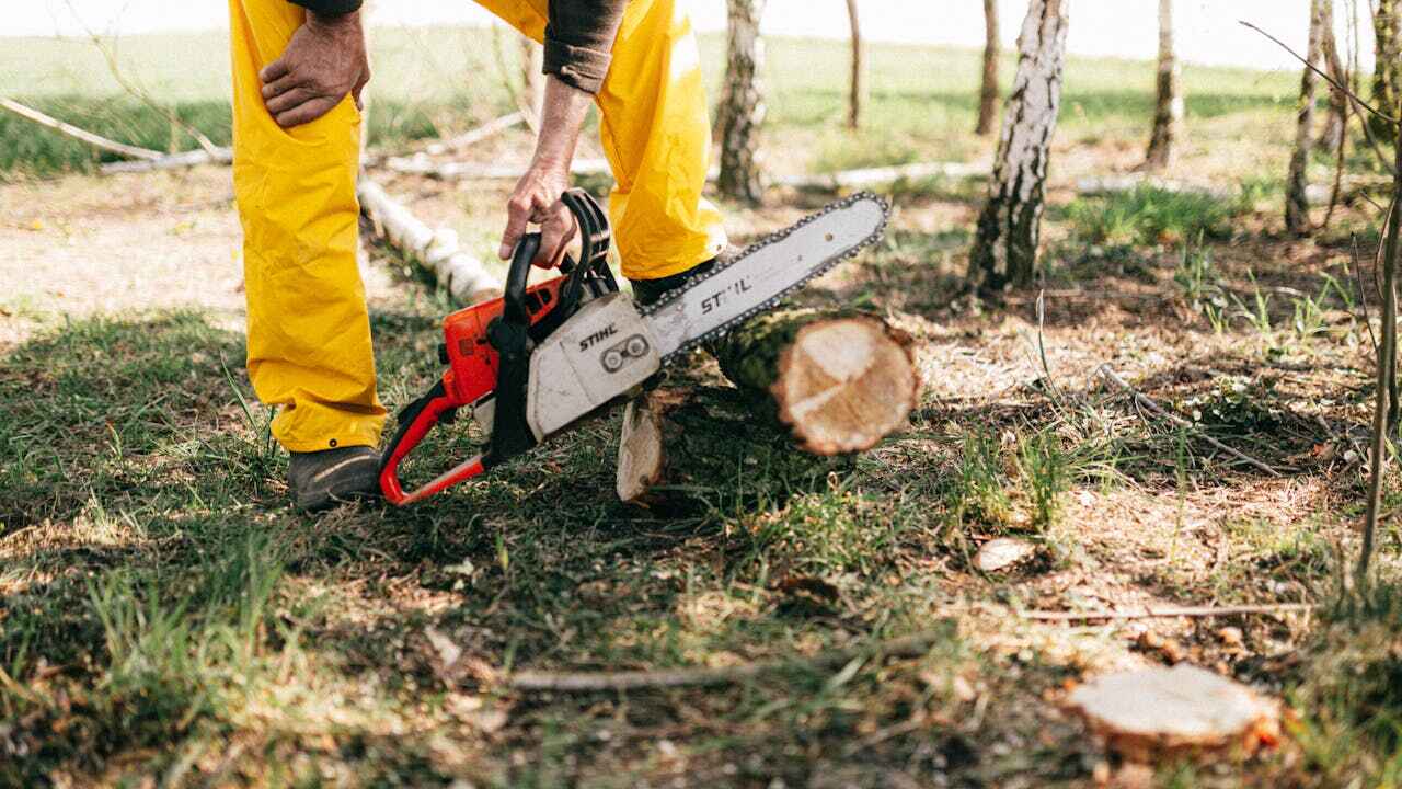 Best Tree Branch Trimming  in Shrewsbury, NJ